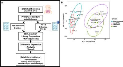 Rhinovirus Infection Drives Complex Host Airway Molecular Responses in Children With Cystic Fibrosis